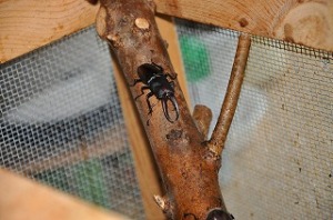 ノコギリクワガタ